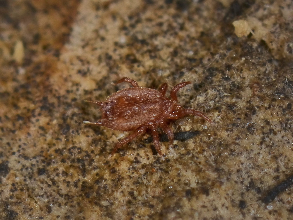 Acaro o zecca? Acaro Mesostigmata Sejidae: Sejus sp.